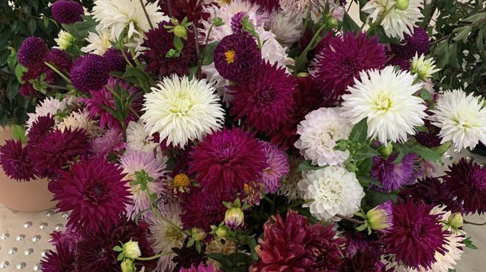 Un élan de la consommation locale et le développement du projet « Bleu Blanc Fleurs » incitent Excellence végétale et Valhor à organiser un point complet sur les fleurs coupées. Un élan de la consommation locale et le développement du projet « Bleu Blanc Fleurs » incitent Excellence végétale et Valhor à organiser un point complet sur les fleurs coupées.