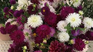 Un élan de la consommation locale et le développement du projet « Bleu Blanc Fleurs » incitent Excellence végétale et Valhor à organiser un point complet sur les fleurs coupées. Un élan de la consommation locale et le développement du projet « Bleu Blanc Fleurs » incitent Excellence végétale et Valhor à organiser un point complet sur les fleurs coupées.