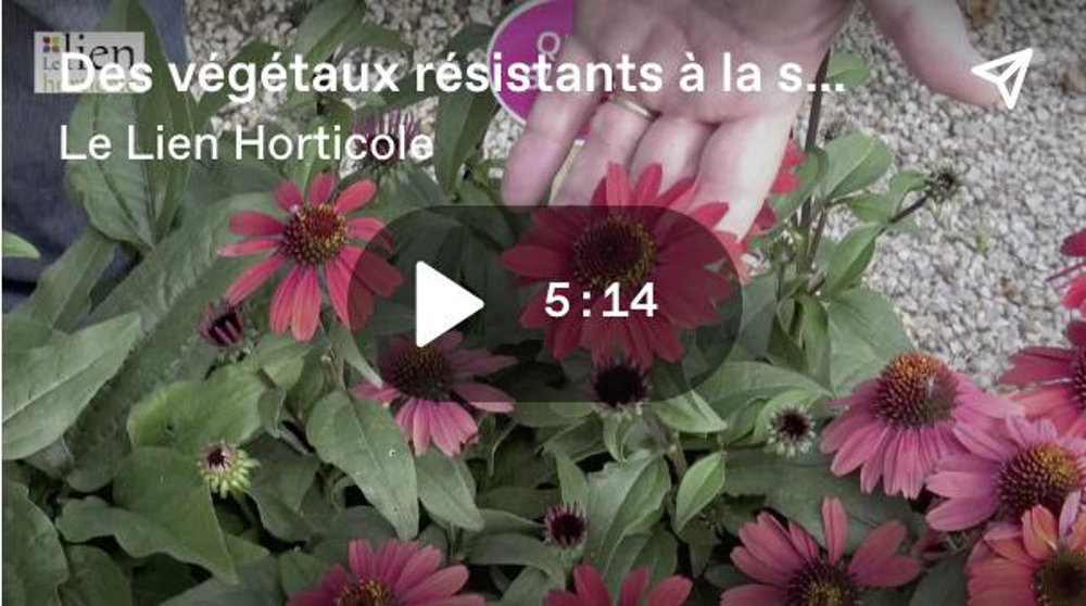 Des végétaux tolérants à la sécheresse Des végétaux tolérants à la sécheresse