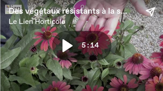 Des végétaux tolérants à la sécheresse Des végétaux tolérants à la sécheresse