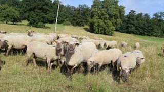 « Produire moins pour importer plus, est-ce là une stratégie acceptable dans le cadre de la planification écologique que vous pilotez ? » demande la Fédération nationale ovine à la Première ministre.