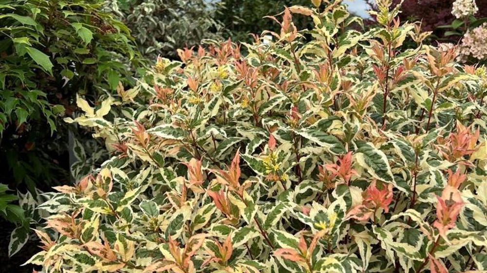 Diervilla splendens KODIAK® Mixx.