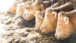 La Fédération nationale bovine demande à l'État de prendre des décisions urgentes pour indemniser les élevages touchés par la MHE et redonner espoir. La Fédération nationale bovine demande à l'État de prendre des décisions urgentes pour indemniser les élevages touchés par la MHE et redonner espoir.