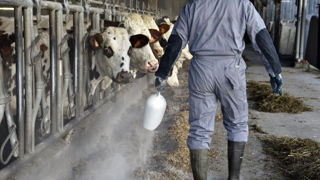 Bovaer a été ajouté à raison d'un quart de cuillère à café par vache et par jour dans la ration pendant les essais menés par Bel, DSM-Firmenich et l'Idele. Bovaer a été ajouté à raison d'un quart de cuillère à café par vache et par jour dans la ration pendant les essais menés par Bel, DSM-Firmenich et l'Idele.