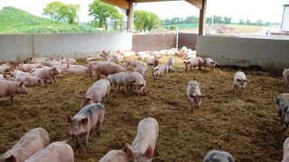 En engraissement, un apport de 95 kg de paille par porc est conseillé pur limiter l'absorption cutanée de scatol présent dans les fèces.