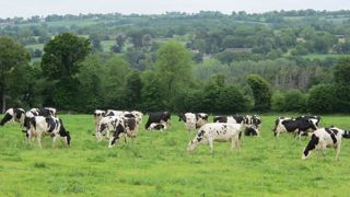 Le maintien des prairies pour le pâturage, le développement des haies et la croissance du bio font partie des pistes évoquées pour réduire l'impact de l'élevage laitier sur le climat.