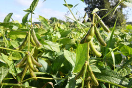 Une transition complète vers l'agroécologie impliquerait notamment plus de production de soja et autres protéagineux dans les rotations. Une transition complète vers l'agroécologie impliquerait notamment plus de production de soja et autres protéagineux dans les rotations.