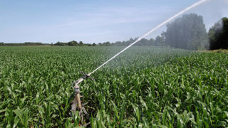 Les cultures sans irrigation ont subi de fortes pertes de récolte.