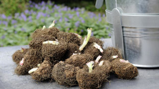 Vous pouvez conserver vos bulbes de bégonias à une température de 10-12°C durant l’hiver. Vous pouvez conserver vos bulbes de bégonias à une température de 10-12°C durant l’hiver.