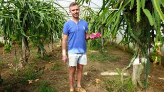 70 pieds de pitaya, ces plantes grasses sur lesquelles poussent les « fruits du dragon » ont été implantés sous serre.