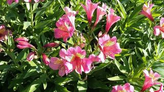 Alstroemeria 'Garden Summer' Rose. Alstroemeria 'Garden Summer' Rose.