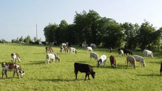 224 bœufs croisés ont été conduits partiellement à l’herbe sur la ferme expérimentale de l’Idele à Mauron (Morbihan). L’objectif de produire des carcasses de 300 kg à 17 mois a été atteint. 224 bœufs croisés ont été conduits partiellement à l’herbe sur la ferme expérimentale de l’Idele à Mauron (Morbihan). L’objectif de produire des carcasses de 300 kg à 17 mois a été atteint.