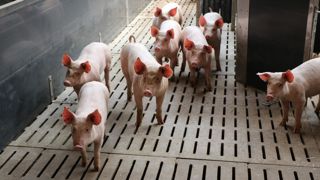 Le Conseil d'Etat a rejeté les requêtes de la Cooperl concernant le litige qui l'oppose à l'interprofession porcine.