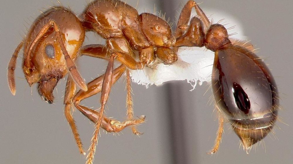 Fourmi de feu rouge Solenopsis invicta envahissante en Europe.