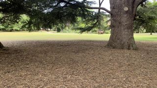 La moitié des villes de France ont plus eu à souffrir des arrêtés sécheresse limitant la disponibilité en eau pour les espaces verts cette année qu’en 2022. Les paillages font partie des solutions mises en place pour limiter la consommation d’eau et protéger le patrimoine végétal.