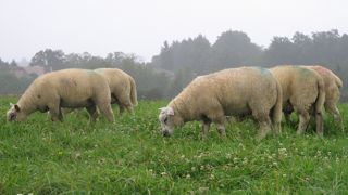 Après un été et un automne sur les couverts secs et peu productifs, les agneaux retrouvent des prairies feuillues. Après un été et un automne sur les couverts secs et peu productifs, les agneaux retrouvent des prairies feuillues.