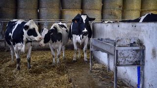 Trois associations réclament une prise de position de Marc Fesneau sur la réduction des cheptels français.