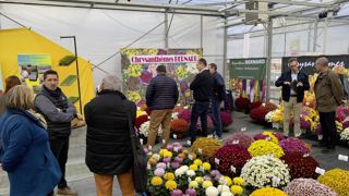 Le Salon du chrysanthème et des jeunes plants est l’occasion, tous les deux ans juste après la Toussaint, de faire le point sur les évolutions génétiques et de valider les cultivars qui seront plébiscités pour la saison suivante. Le Salon du chrysanthème et des jeunes plants est l’occasion, tous les deux ans juste après la Toussaint, de faire le point sur les évolutions génétiques et de valider les cultivars qui seront plébiscités pour la saison suivante.