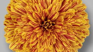 Chrysanthemum ‘Pumpkin’.