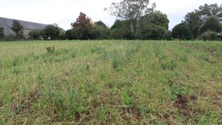 Dans l'essai mené par la chambre d'agriculture de la Bretagne, cette parcelle gérée en semis direct sans glyphosate présente un salissement important.