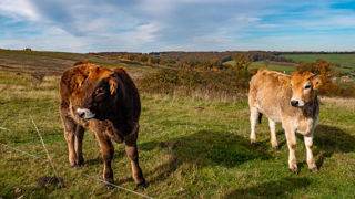 Il est recommandé de ne pas sortir les animaux en deçà de 5 centimètres, afin de ne pas pénaliser la pousse de l'herbe au printemps.
