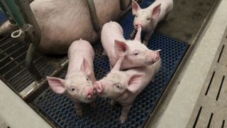 Selon le ministère de l’Agriculture, après les importants progrès réalisés lors des années précédentes, les marges de manœuvre sont limitées pour réduire encore l’exposition aux antibiotiques des animaux d’élevage. Selon le ministère de l’Agriculture, après les importants progrès réalisés lors des années précédentes, les marges de manœuvre sont limitées pour réduire encore l’exposition aux antibiotiques des animaux d’élevage.