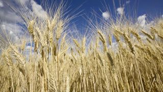 Selon les prévisions du CIC du mois de novembre 2023, la production mondiale de blé dur serait de 31,4 millions de tonnes sur 2023-2024. Selon les prévisions du CIC du mois de novembre 2023, la production mondiale de blé dur serait de 31,4 millions de tonnes sur 2023-2024.