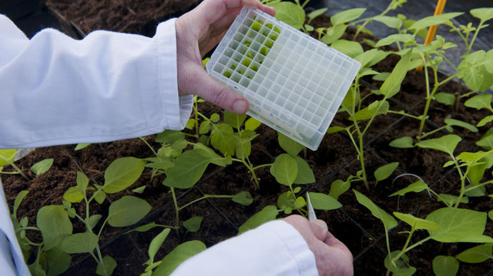 Si pour le Collectif en faveur de l'innovation variétale, le projet de règlement relatif aux cultures issues des NGT est une « première étape vers une réglementation européenne modernisée», l'AFBV considère qu'il est « important d’apporter des précisions sur les types de croisements qui peuvent être réalisés ».