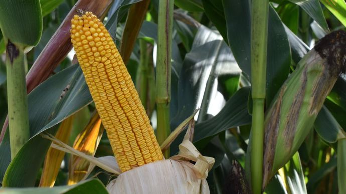 Des discussions sont en cours entre le Geves, Arvalis et les obtenteurs  pour définir les modalités d’intégration des critères de tolérance au changement climatique concernant le maïs.