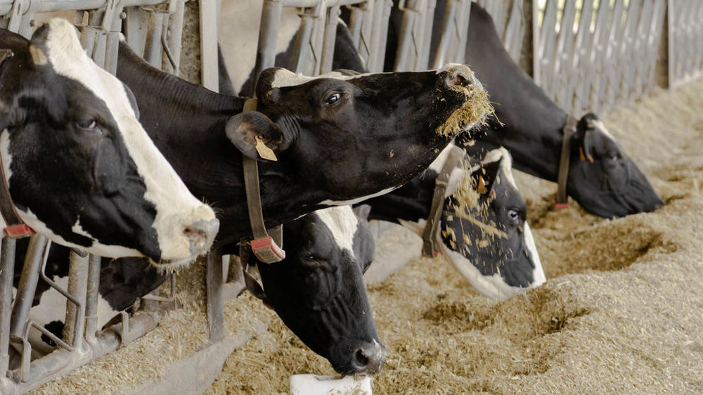 Unique en Europe, la base de données Oriflaam permet de connaître de manière détaillée ce que mangent les animaux d’élevage, ainsi que les impacts environnementaux de ces flux.