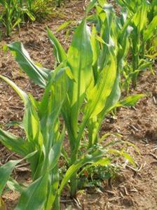 Les premiers résultats d’essais LG sont très prometteurs. Rendez-vous sur lgseeds.fr pour les suivre en direct parcelle/parcelle.