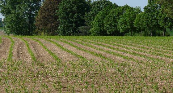 En 2012, seule la France devrait atteindre ses objectifs de production de semences de maïs.