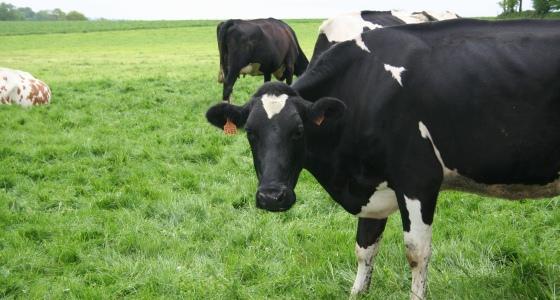 Vaches laitières