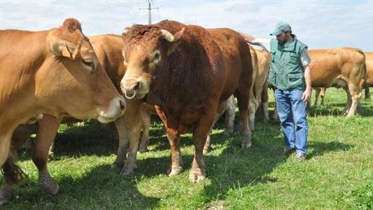 taureau limousin
