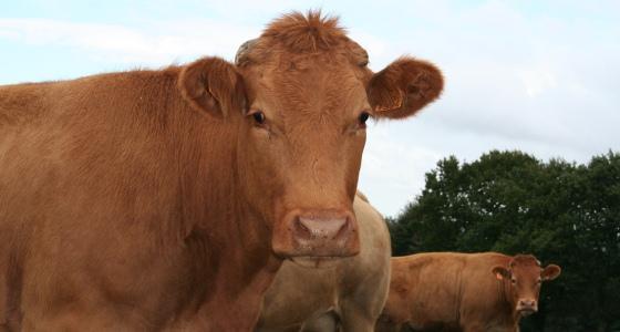 Bovins viande