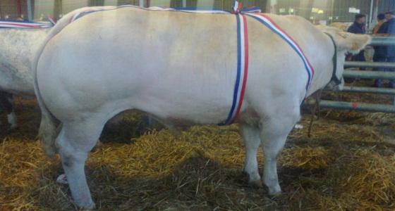 Concours de Noel d'Evron