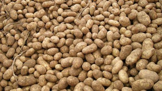Le choix d’une température de conservation suffisamment basse pour les stockages longue durée permet de mieux contrôler l’évolution de la germination et le développement des pourritures.