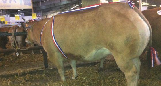 Concours d'animaux de boucherie de Parthenay du 4 décembre 2012.