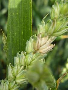 Philagro propose pour 2013, en pack, le premier mélange fongicide autorisé.