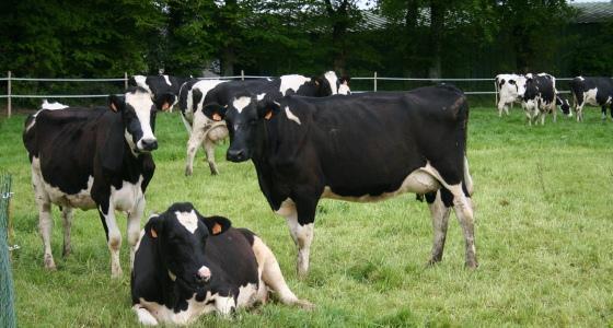 Vaches laitières Prim'holstein