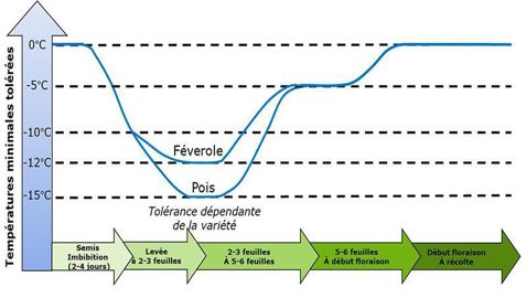Tolérance au froid des pois et féveroles d'hiver