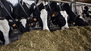 La valorisation réelle du maïs ensilage 2023 pourrait être inférieure à l’attendu sur l’automne, prévient Hugues Chauveau, zootechnicien chez Arvalis. Dans les 60 à 90 jours après la récolte la digestibilité de l'amidon est partielle.