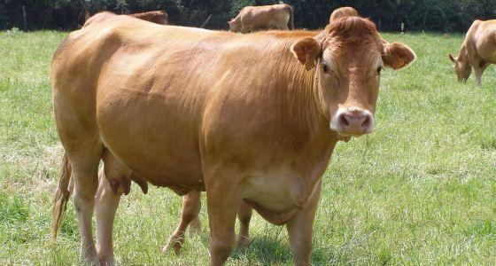 Vache limousine