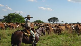 La FNB s'inquiète de l'importation en Europe de viande « de bovins engraissés par dizaines de milliers dans des feedlots ». La FNB s'inquiète de l'importation en Europe de viande « de bovins engraissés par dizaines de milliers dans des feedlots ».