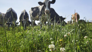 Lorsque la grande distribution a doublé son bénéfice net entre 2018 et 2021, selon la Fondation pour la Nature et l'Homme, les agriculteurs gagnent moins d'un Smic horaire. Lorsque la grande distribution a doublé son bénéfice net entre 2018 et 2021, selon la Fondation pour la Nature et l'Homme, les agriculteurs gagnent moins d'un Smic horaire.