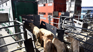 Deux ONG demandent à Bruxelles de remplacer les animaux vivants lors du transport par de la viande et des carcasses. Deux ONG demandent à Bruxelles de remplacer les animaux vivants lors du transport par de la viande et des carcasses.