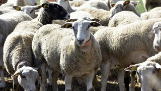 Le montant de l'aide ovine est fixé à 21 € pour la campagne de 2023.