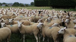 « La viande ovine néo-zélandaise va pouvoir entrer librement sur notre marché à un prix largement inférieur à celui pratiqué en France », s'inquiète la FNO.