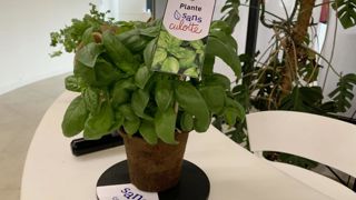 Les "Sans Culotte" sont des pots composés de 100 % de fibre de bois, sans additif ni produit chimique Les "Sans Culotte" sont des pots composés de 100 % de fibre de bois, sans additif ni produit chimique