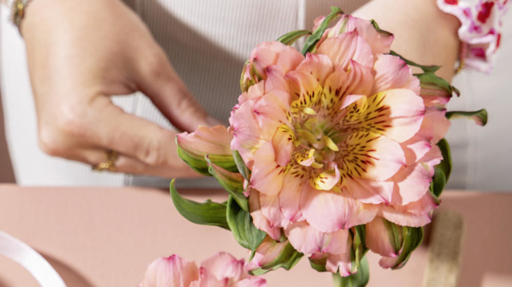 Alstroemeria hybrida ‘Fashionista’ Salmon pink.